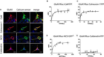 N-Methyl-D-Aspartate Receptor Link to the MAP Kinase Pathway in Cortical and Hippocampal Neurons and Microglia Is Dependent on Calcium Sensors and Is Blocked by α-Synuclein, Tau, and Phospho-Tau in Non-transgenic and Transgenic APPSw,Ind Mice